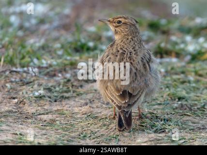 Crested Lark (Galerida cristata) che poggia su un terreno desertico in inverno estremamente freddo Foto Stock