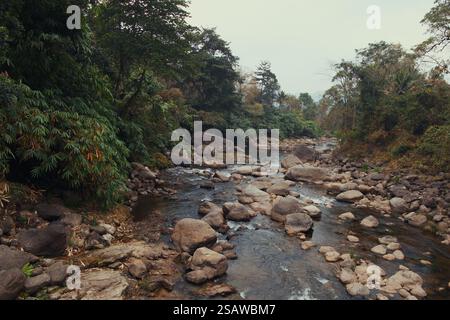 una lussureggiante foresta verde, con rocce di varie dimensioni sparse lungo il suo letto. Le cascate d'acqua si estendono sulle rocce, creando un ambiente tranquillo e pittoresco Foto Stock