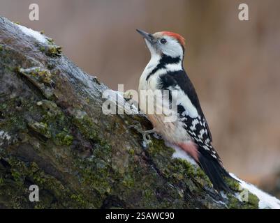 Picchio maculato di mezzo (Dendrocoptes medius) seduto su un tronco in inverno Foto Stock