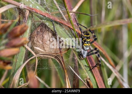 WASP Spider; Argiope bruennichi; Egg Cocoon; UK Foto Stock
