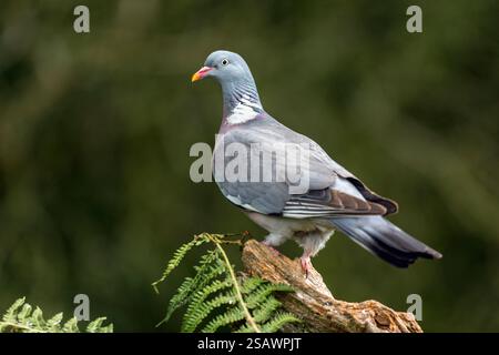 Piccione di legno; palumbus Columba; Regno Unito Foto Stock