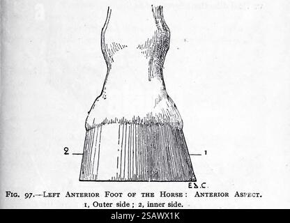 Left ANTERIOR foot OF THE HORSE : ANTERIOR ASPECT from Artistic Anatomy of Animals di Édouard Cuyer, George Haywood, pubblicato nel 1905 Foto Stock