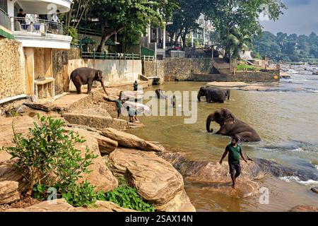 L'orfanotrofio degli elefanti pinnawala nello Sri Lanka Foto Stock