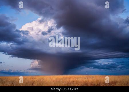 Le nuvole di tempesta si estendono su un campo di erba secca dorata Foto Stock