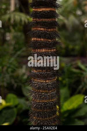 Primo piano di un tronco di palma piccante. Albero della giungla Foto Stock