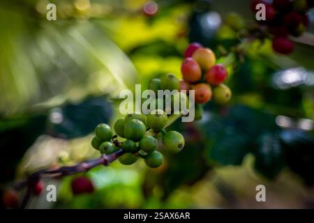 Primo piano di ciliegie di caffè maturate su un ramo Foto Stock