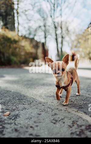 chihuahua cammina su asfalto senza un proprietario Foto Stock