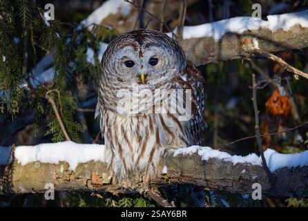 Un gufo barrato (Strix varia) arroccato in un albero nella foresta invernale in Canada Foto Stock