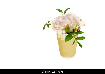 Primo piano di una morbida rosa pastello con delicati petali, collocata in una semplice tazza di carta gialla. Sfondo isolato Foto Stock