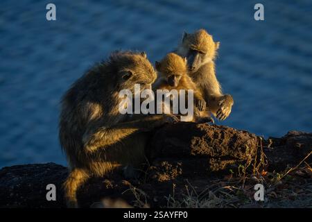 La famiglia di babbuini Chacma si siede sulla riva rocciosa del fiume Foto Stock