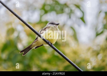 Kingbird tropicale (Tyrannus melancholicus) arroccato su un cavo. Foto Stock