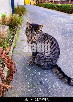 Un gatto che mi fissa seduto per terra Foto Stock