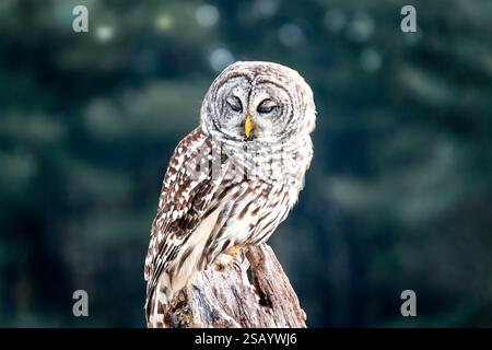 Immagine ravvicinata di un gufo barrato (Strix varia) selvatico, arroccato su un arto, Ontario, Canada Foto Stock