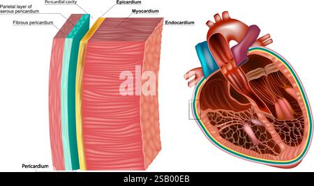 Struttura del pericardio e strati della parete cardiaca. Sezione trasversale dettagliata del cuore umano. Anatomia parete cardiaca miocardio, endocardio e pericardio Illustrazione Vettoriale