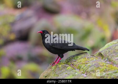 Un impasto rosso, Pyrrhocorax pyrrhocorax, si erge su una roccia in cerca di cibo Foto Stock