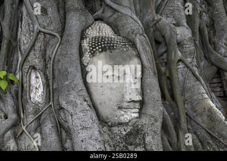 Testa di Buddha in arenaria ai piedi di un albero Bodhi a Wat Mahathat, Tempio della grande e Sacra Reliquia, Ayutthaya, Provincia di Ayutthaya, Thailandia, Asia Foto Stock