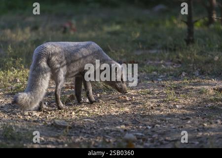 One arctic fox (Vulpes lagopus), (white fox, polar fox, or snow fox) walking over a clearing with green grass, sniffing on the ground looking for food Foto Stock