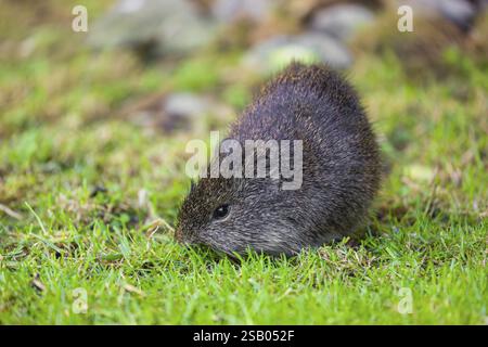 Una cavia brasiliana adulta (Cavia aperea) pascolerà su un prato verde Foto Stock