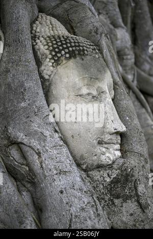 Testa di Buddha in arenaria ai piedi di un albero Bodhi a Wat Mahathat, Tempio della grande e Sacra Reliquia, Ayutthaya, Provincia di Ayutthaya, Thailandia, Asia Foto Stock
