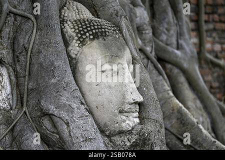 Testa di Buddha in arenaria ai piedi di un albero Bodhi a Wat Mahathat, Tempio della grande e Sacra Reliquia, Ayutthaya, Provincia di Ayutthaya, Thailandia, Asia Foto Stock