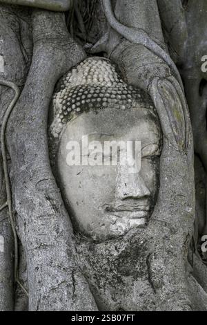 Testa di Buddha in arenaria ai piedi di un albero Bodhi a Wat Mahathat, Tempio della grande e Sacra Reliquia, Ayutthaya, Provincia di Ayutthaya, Thailandia, Asia Foto Stock