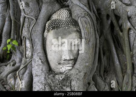 Testa di Buddha in arenaria ai piedi di un albero Bodhi a Wat Mahathat, Tempio della grande e Sacra Reliquia, Ayutthaya, Provincia di Ayutthaya, Thailandia, Asia Foto Stock