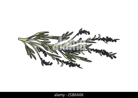 Ramoscello di olive botanico con foglie e bacche isolate su sfondo bianco. Pianta di olivo di colore verde illustrazione vettoriale. Design grafico per Illustrazione Vettoriale