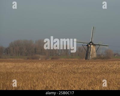 Un unico mulino a vento si trova di fronte a vasti campi di grano dorato sotto un cielo azzurro, Kinderdujk, Paesi Bassi Foto Stock