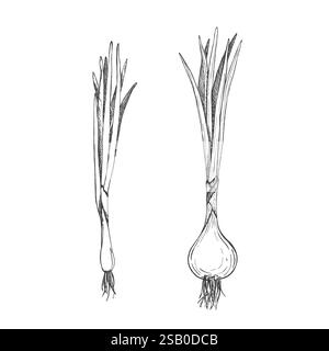 Cipolle verdi fresche. Verdura Bunch. Illustrazione grafica vettoriale isolata. Pianta di cipolla verde appena tagliata. Schizzo disegnato a mano. Perfetto per un menu vegetariano Illustrazione Vettoriale
