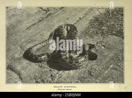 The American Natural History New York, C. Scribner's Sons, 1914. Natural History North America Eunectes Notaeus Yellow Anaconda, Un'anaconda gialla, nota per il suo caratteristico motivo di macchie scure su uno sfondo più chiaro, è arrotolata su una superficie testurizzata. Il corpo robusto e allungato del serpente mostra le caratteristiche della specie, tra cui la sua struttura robusta e le scale lisce. Intorno all'anaconda c'è un ambiente naturale che offre uno scorcio del suo habitat, che spesso comprende paludi e aree fluviali. La composizione cattura il serpente in posizione di riposo, evidenziandolo Foto Stock
