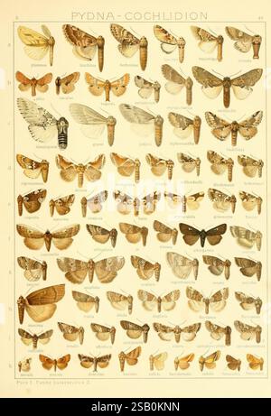 Filiera, Gross-Schmetterlinge, der, Erde, Stoccarda, Alfred, Kernen, 1909-, farfalle, lepidotteri Foto Stock
