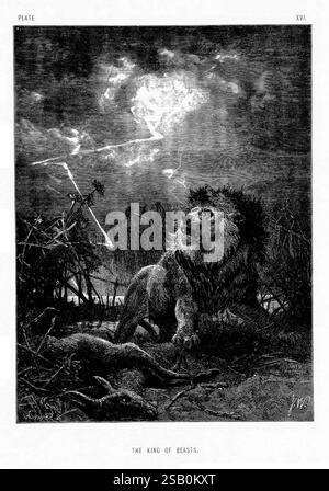 La vita e le abitudini degli animali selvatici, Londra, A. Macmillan, 1874, uccelli, comportamento comportamento animale, Un leone maestoso, spesso chiamato "Re delle bestie", è ritratto in un ambiente drammatico, circondato da un'atmosfera oscura e minacciosa. Il potente animale è vigile e regale, con la sua criniera che scorre e gli occhi puntati intensamente davanti. Sullo sfondo, un cielo tumultuoso illuminato da lampi di fulmini aumenta la tensione e l'intensità della scena. L'ambiente suggerisce un paesaggio selvaggio e selvaggio, che accenna sia alla bellezza che al pericolo insito nella natura. Questa composizione acquisisce i dati grezzi Foto Stock