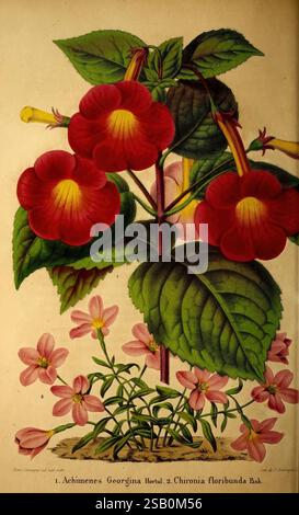 Belgique horticole, Liége, botanica, orticoltura, periodici, piante Foto Stock