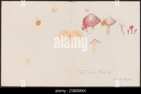 Disegni di funghi, non prima del 1839, funghi, opere pittoriche Foto Stock