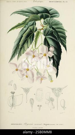 Dictionnaire universel d'histoire naturelle, Parigi, Chez les editeurs M. Renard, Martinet et et cie, rue et Hotel Mignon, 2 (quartier de l'École-de-Médecine), 1847-1849, botanica, dizionari, storia naturale, opere pittoriche, scienza, zoologia, piante Foto Stock