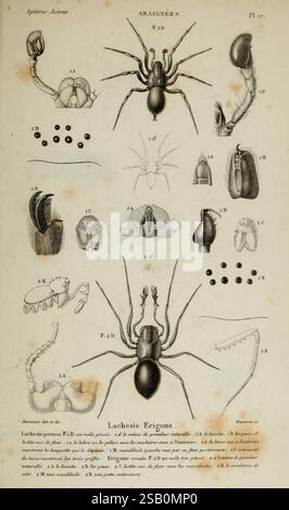 Histoire naturelle des Insectes. Aptères. Parigi, Librairie encyclopédique de Roret, 1837-1847. Insetti, ragni, Museo di Zoologia comparata Foto Stock