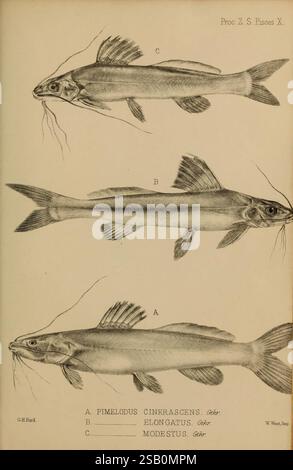 Proceedings of the Zoological Society of London, London, Academic Press Periodicals, zoologia, pesce Foto Stock