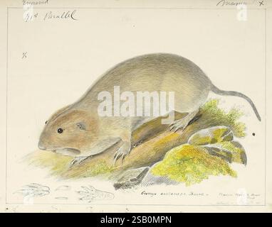 Catalogo mammiferi nordamericani con disegni e prove di lastre [1856?], mammiferi, storia naturale, Nord America, opere pittoriche, Geomys castanops, gopher Foto Stock