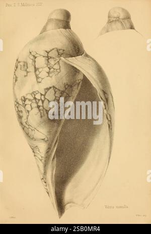Proceedings of the Zoological Society of London, London, Academic Press, Zoology, dierkunde, periodici, shell Foto Stock