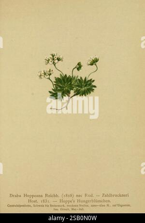 Atlas der Alpenflora Wien, Alpenvereins, 1882, alpi, atlanti, piante di montagna, il New York Botanical Garden Foto Stock