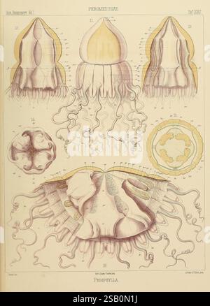 Denkschriften der Medicinisch-Naturwissenschaftlichen Gesellschaft zu Jena Jena, Fischer, 1878-1932 biologia periodici di storia naturale scienza Periphylla casco meduse arte fantascientifica ernst Haeckel gelatine invertebrati marini Foto Stock