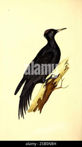 The Natural History of British Birds, or A Selection of the MOST rare, beautiful and interesting Birds that abita this Country, London, stampato per l'autore e per F. and C. Rivington, 1794[-1819], Birds, Great Britain, Identification Foto Stock