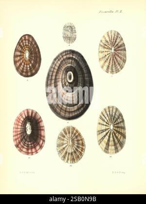 Conchologia iconica, o illustrazioni delle conchiglie di animali molluschi, Londra, Reeve, Brothers, 1843-1878, molluschi, opere pittoriche, conchiglie Foto Stock