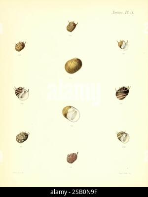 Conchologia iconica, o Illustrations of the Shells of Molluscous Animals London, Reeve, Brothers, 1843-1878. Molluschi, opere pittoriche, conchiglie Foto Stock