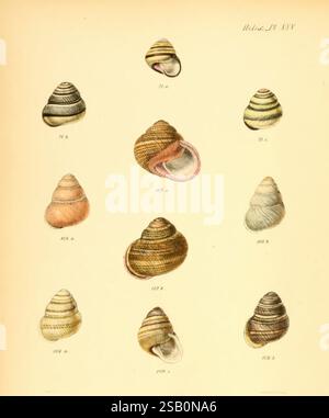 Conchologia iconica, o Illustrations of the Shells of Molluscous Animals London, Reeve, Brothers, 1843-1878. Molluschi opere pittoriche conchiglie Foto Stock