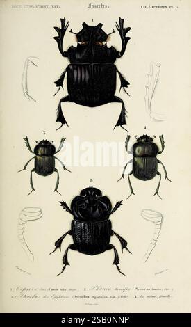 Dictionnaire universel d'histoire naturelle, Parigi, 1847-1849, botanica, dizionari, storia naturale, opere pittoriche, scienza, zoologia, insetti Foto Stock