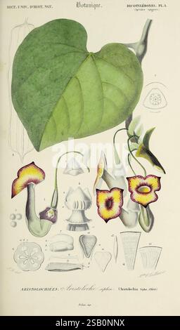 Dictionnaire universel d'histoire naturelle, Parigi, Chez les editeurs M. Renard, Martinet et et cie, rue et Hotel Mignon, 2 (quartier de l'École-de-Médecine), 1847-1849, botanica, dizionari, storia naturale, opere pittoriche, scienza, zoologia, piante Foto Stock