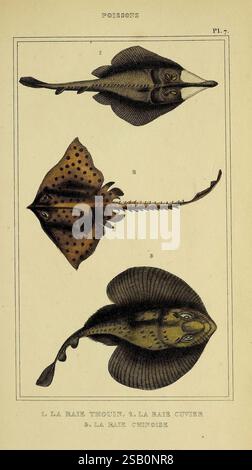 Oeuvres du comte de Lacépède, Parigi, P. Duménil, 1836, storia naturale, opere pittoriche, vertebrati, zoologia, tartarughe, lucertole, rane, pesci, serpenti Foto Stock