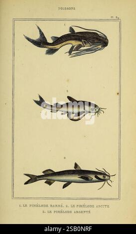 Oeuvres du comte de Lacépède, Parigi, P. Duménil, 1836, storia naturale, opere pittoriche, vertebrati, zoologia, pesci, vita marina Foto Stock