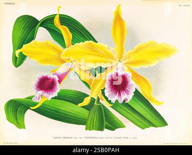 Lindenia, Gand [Belgio], impr. F. Meyer-van Loo, 1885-1906, orchidee, Orchidaceae, identificazione, guide, classificazione, nomenclatura, terminologia, opere pittoriche, nomenclatura popolare. Foto Stock